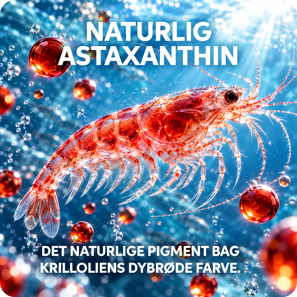 Fitnessnord Krill Olie (60 kapsler)