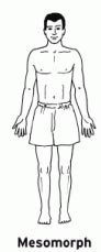 mesomorph