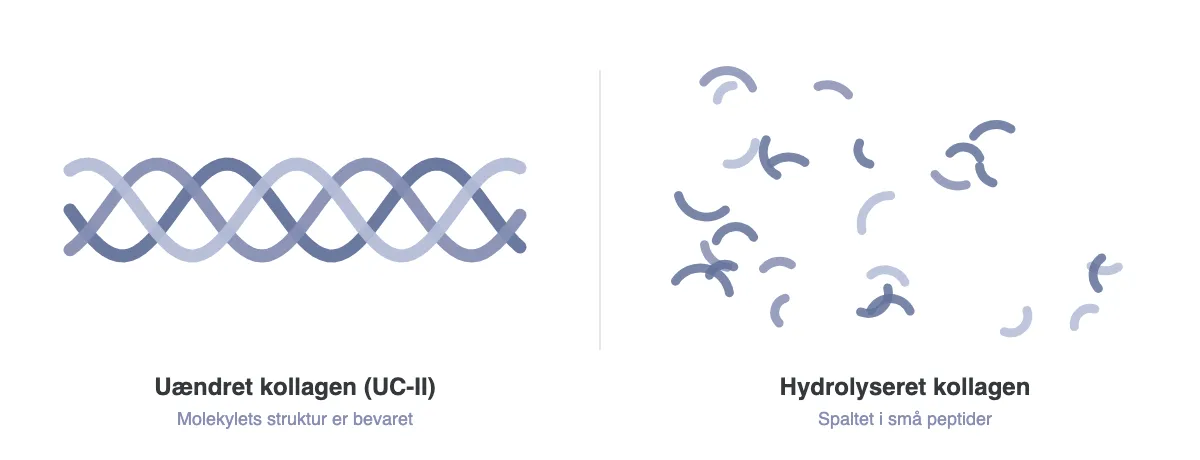 Illustration: u&aelig;ndret kollagen med bevaret struktur sammenlignet med hydrolyseret kollagen spaltet i sm&aring; peptider